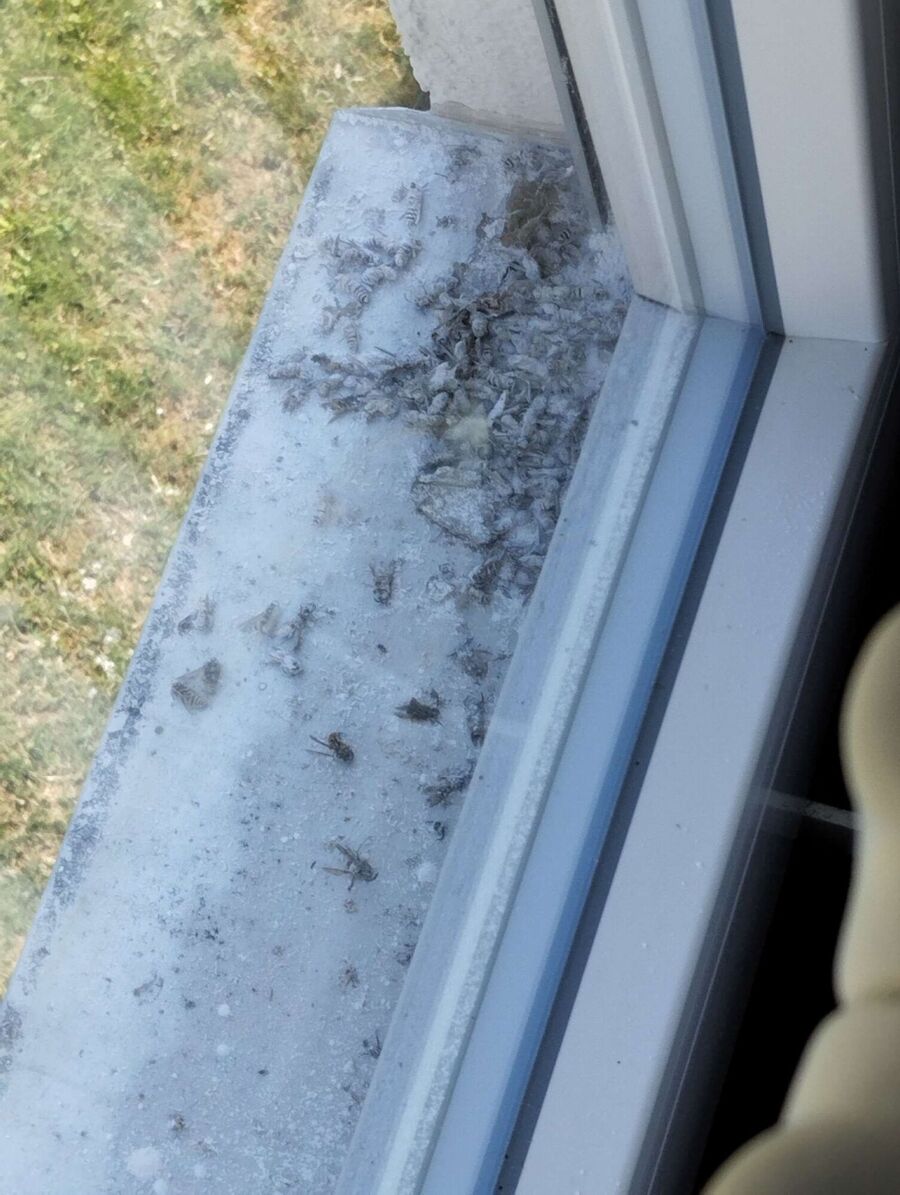 Bee nest at the house remove