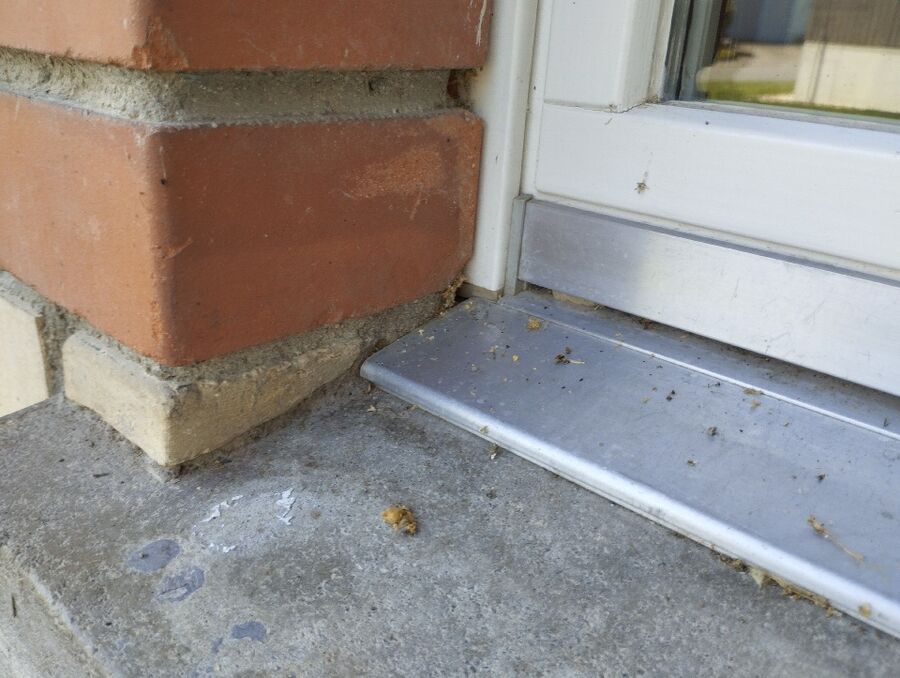 Relocate bees & remove bee nest