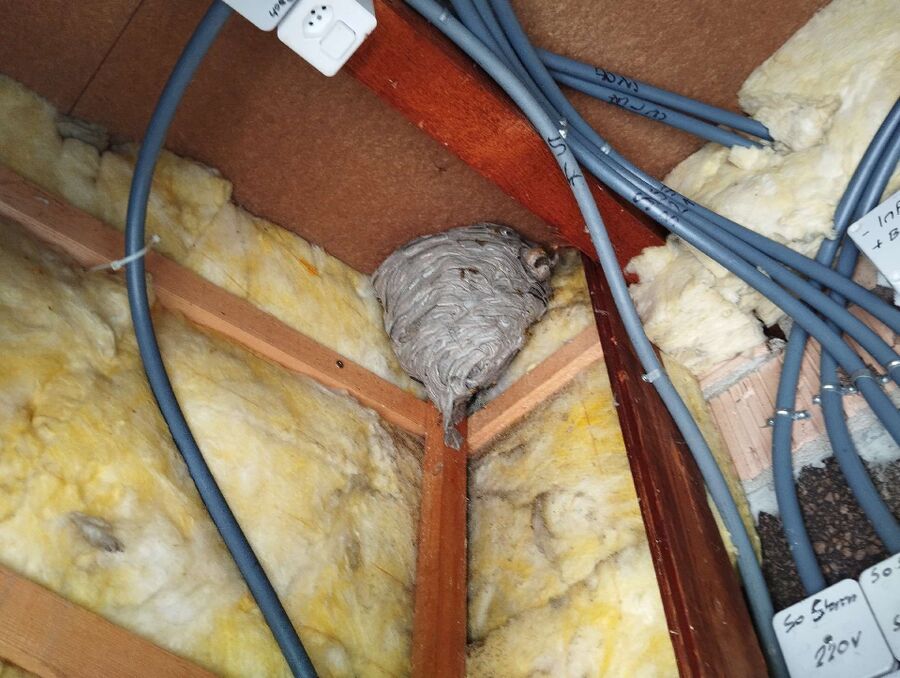 Relocate bees & remove bee nest