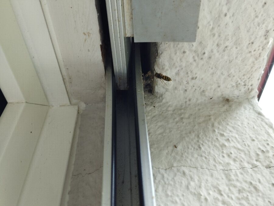 Bee nest at the house remove