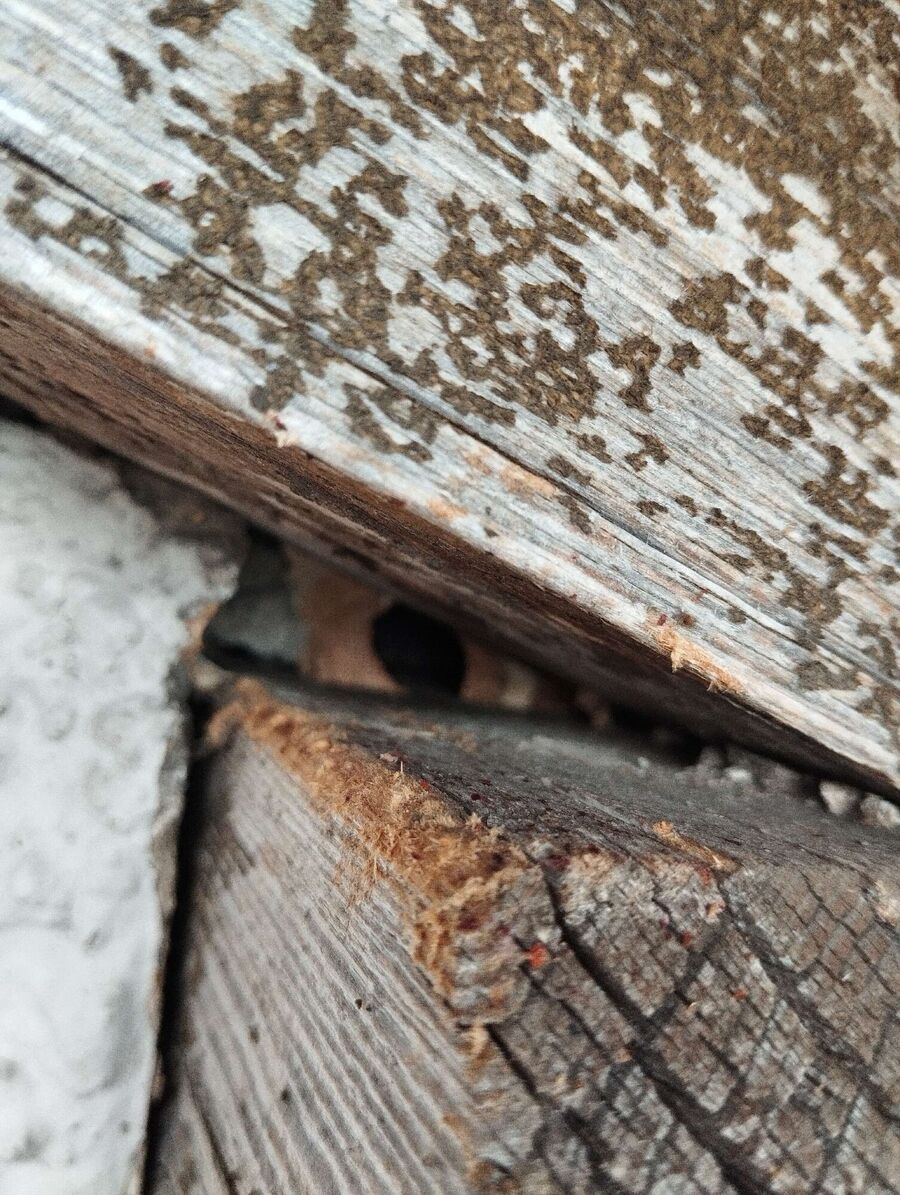 Bee nest at the house remove