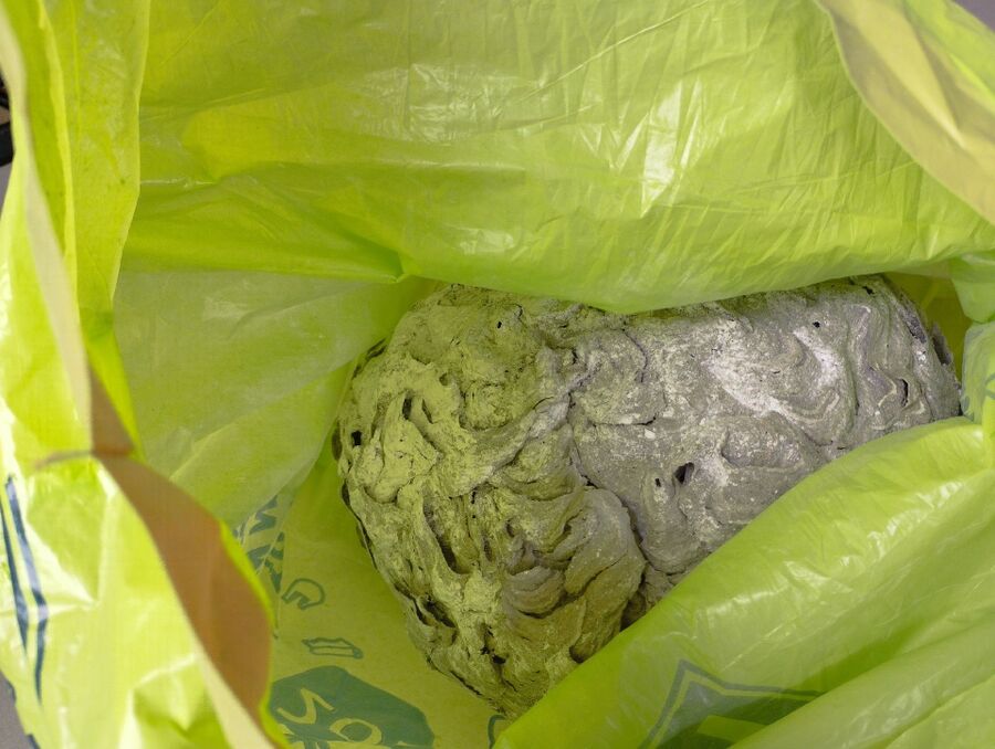 Bee nest at the house remove