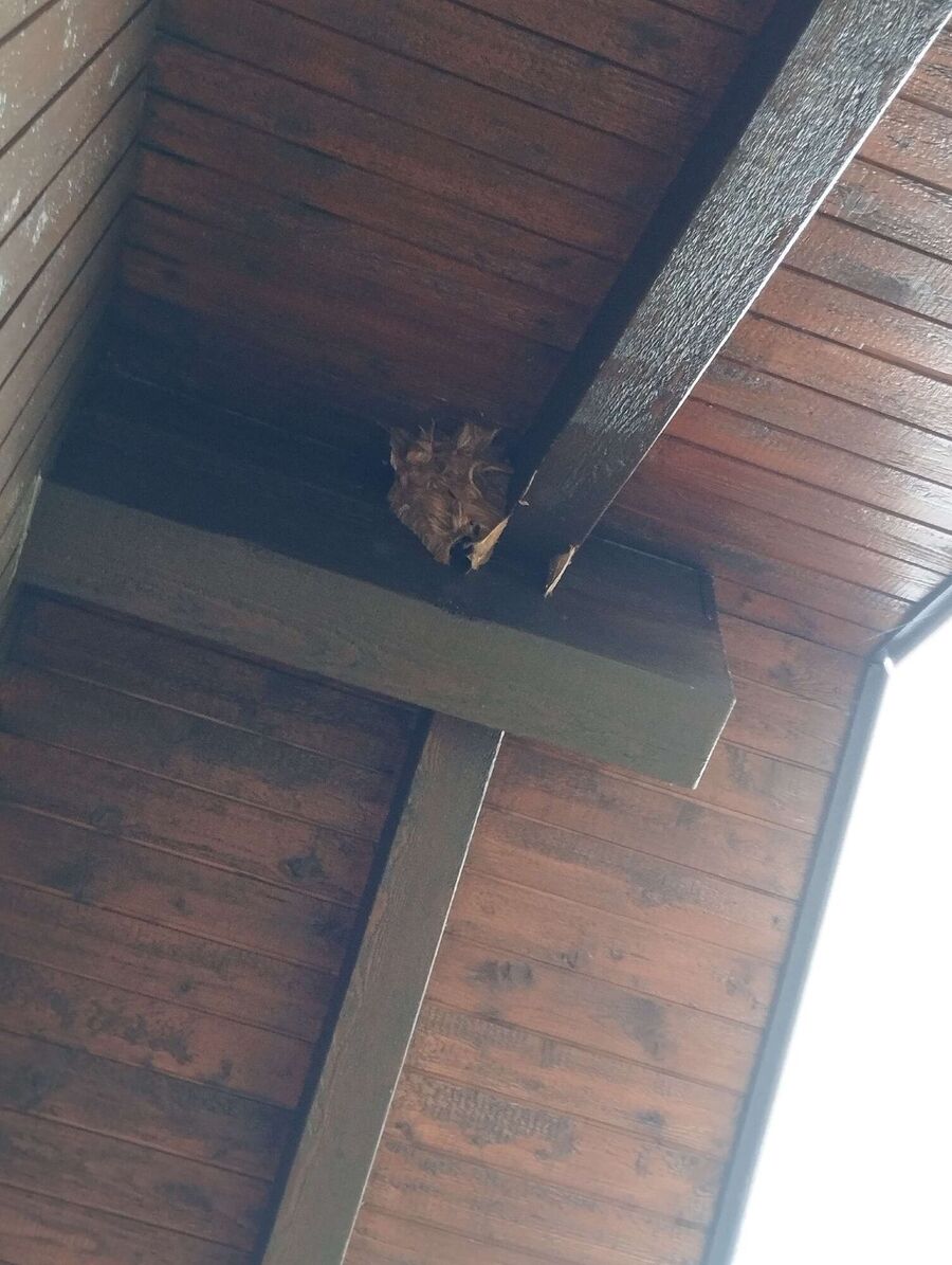 Relocate bees & remove bee nest