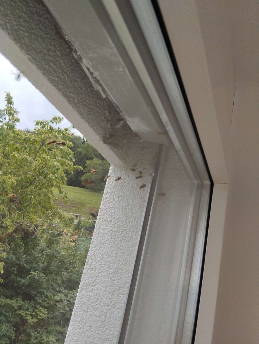 Bee nest at the house remove