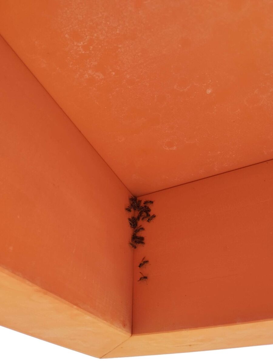 Bee nest at the house remove