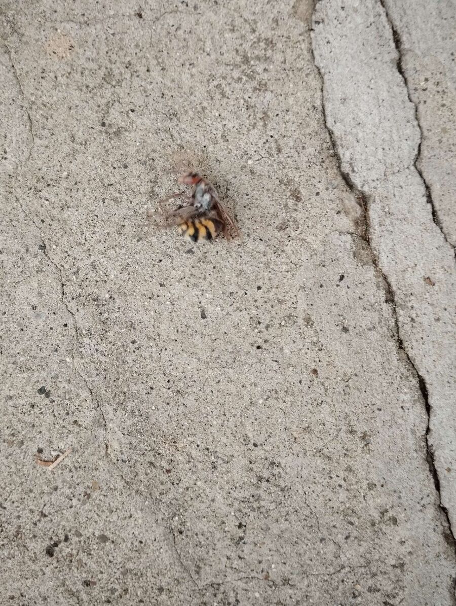 Bee nest at the house remove