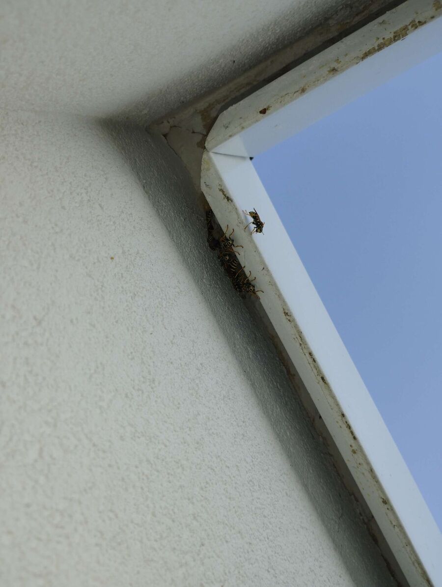 Relocate bees & remove bee nest