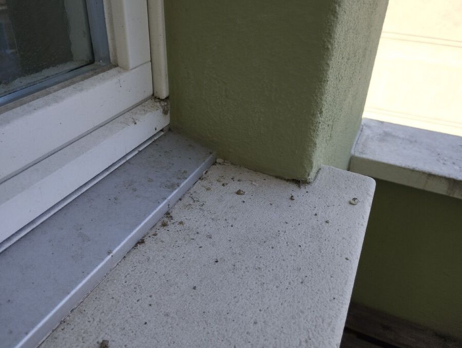 Relocate bees & remove bee nest