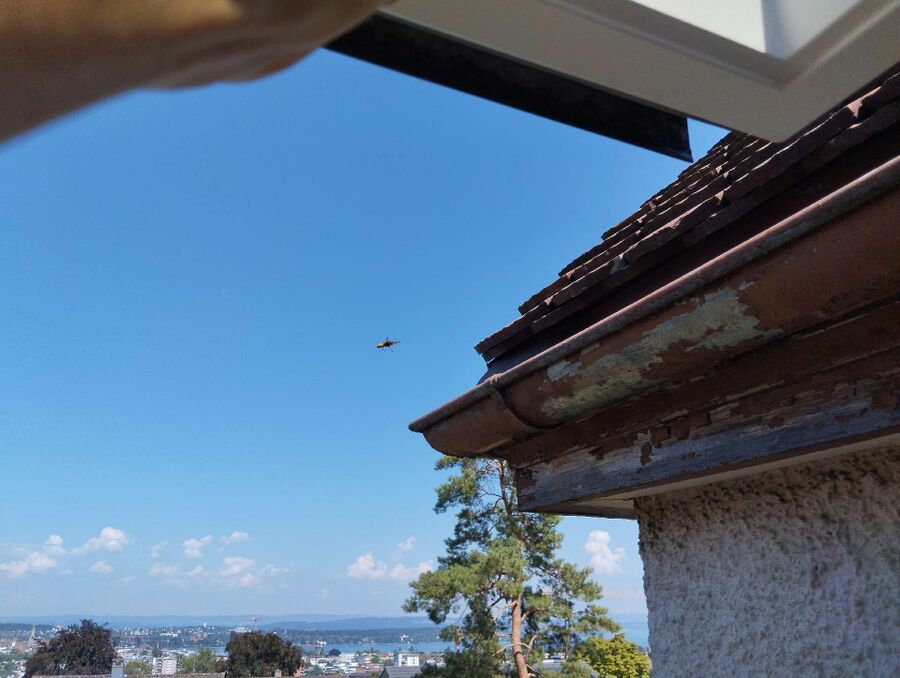 Bee nest at the house remove