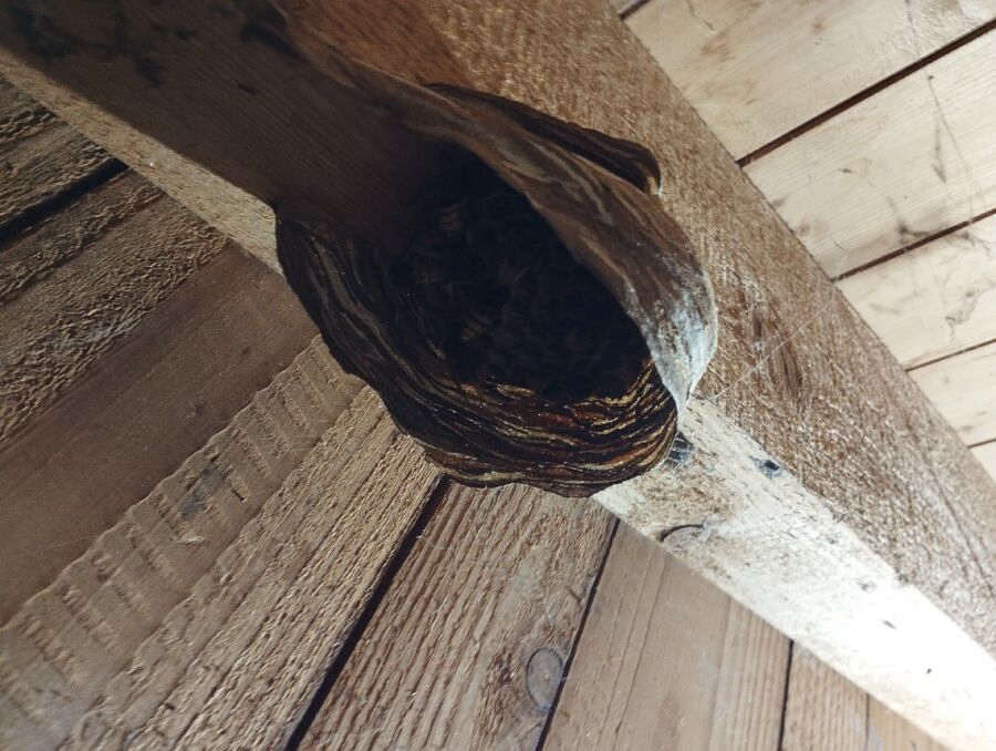 Remove bee nest