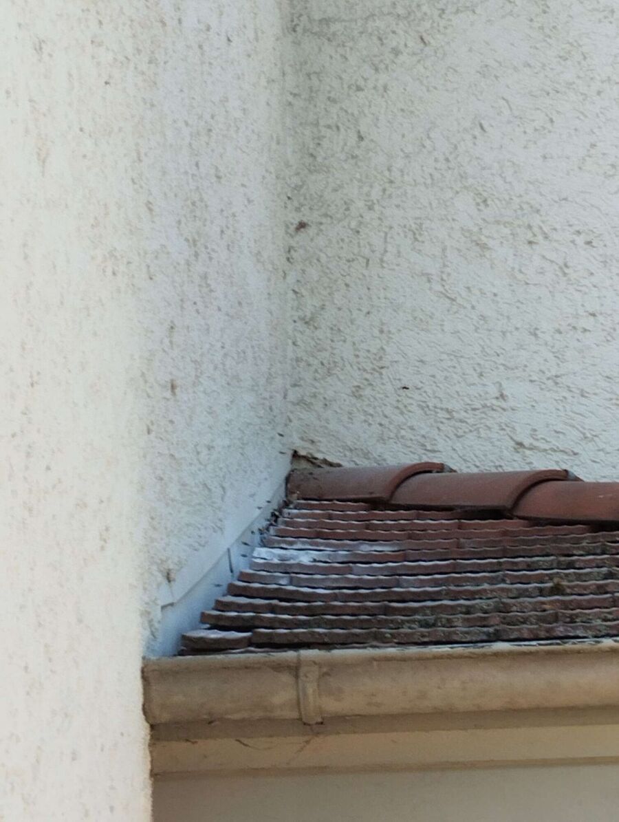 Bee nest at the house remove