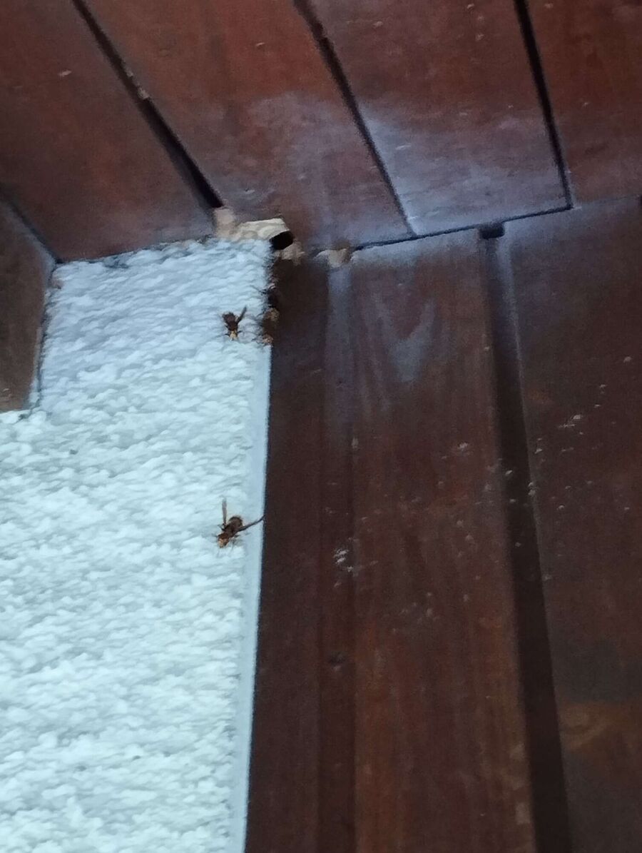 Relocate bees & remove bee nest