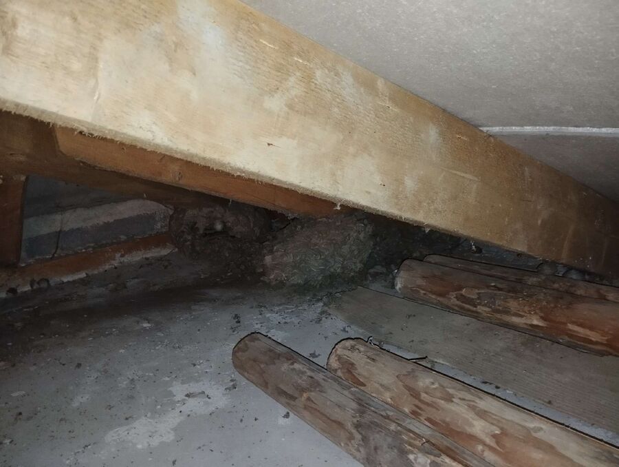 Bee nest at the house remove