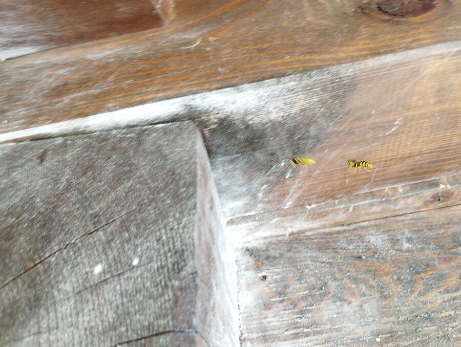 Bee nest at the house remove