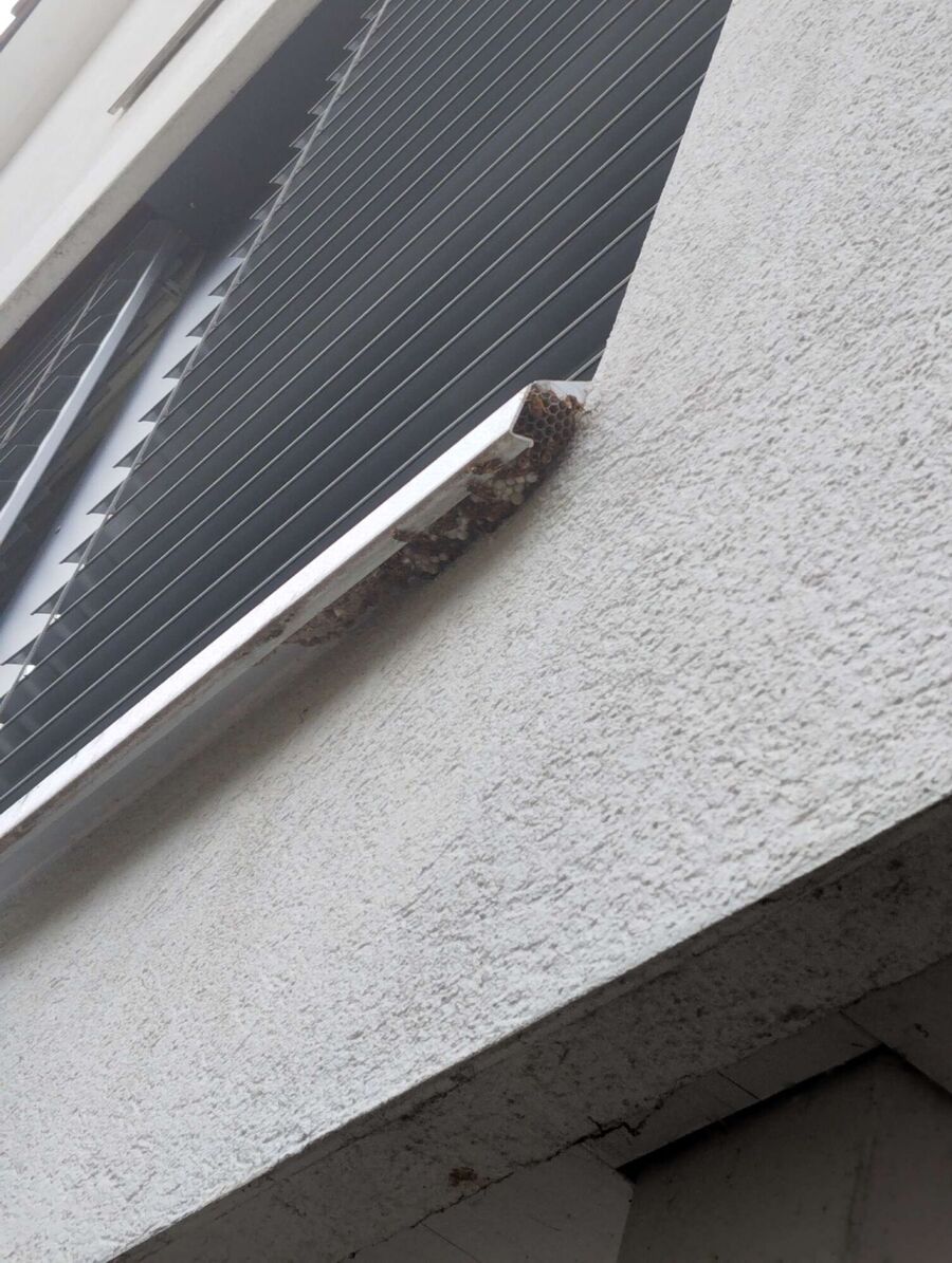 Bee nest at the house remove