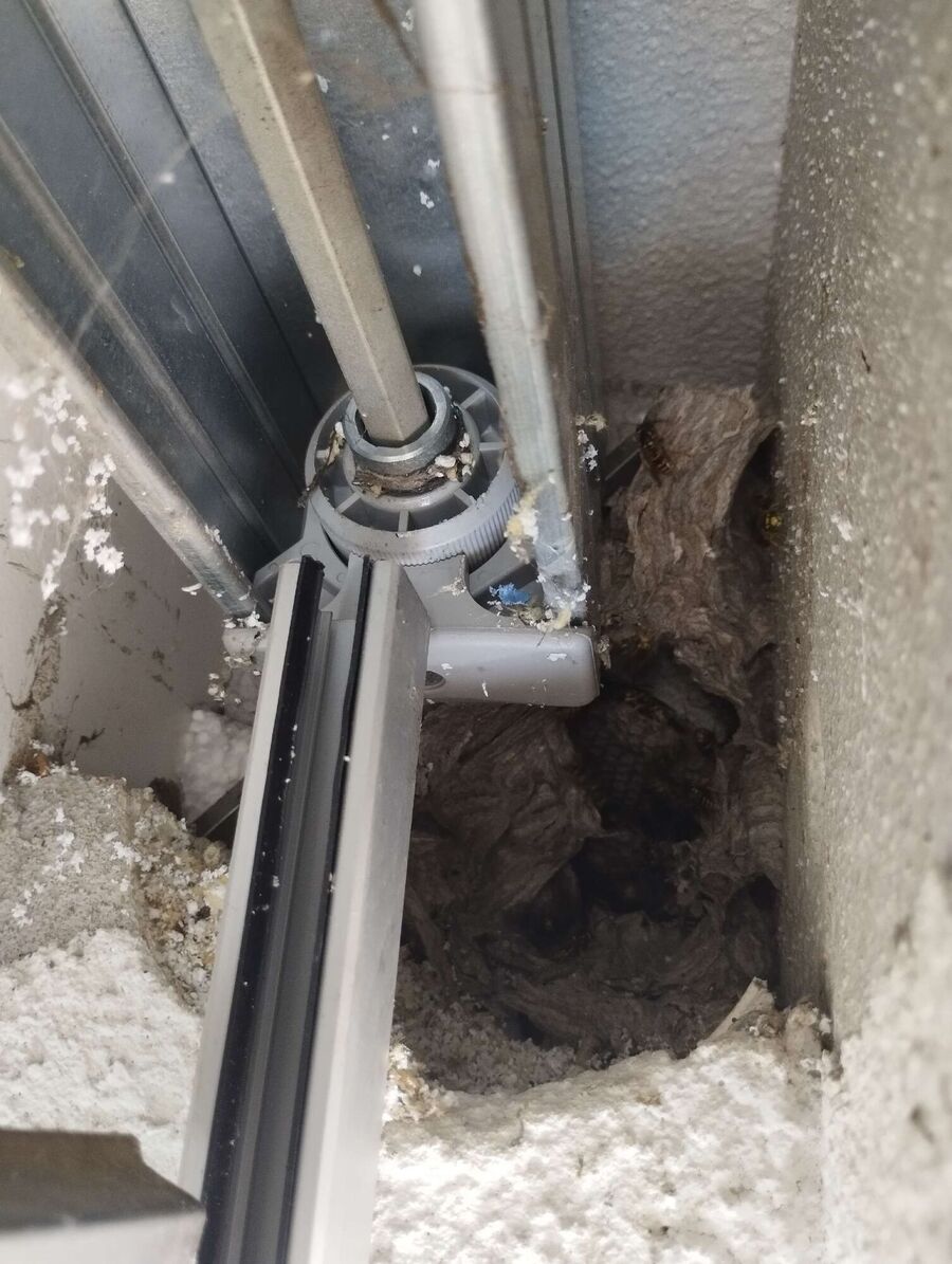 Bee nest at the house remove