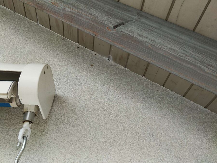 Bee nest at the house remove