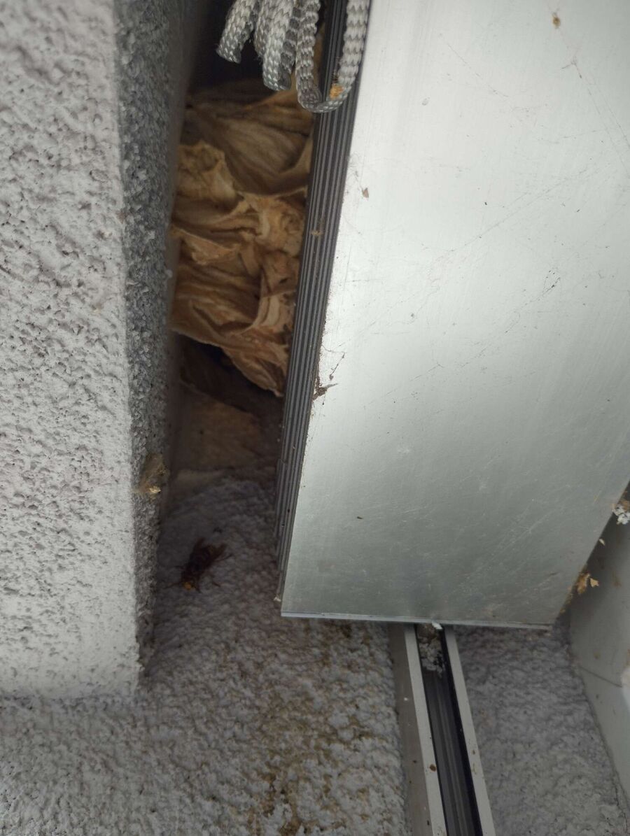 Bee nest at the house remove