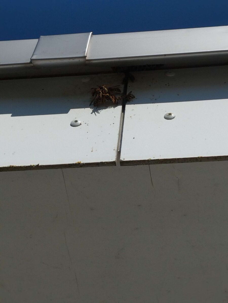 Relocate bees & remove bee nest