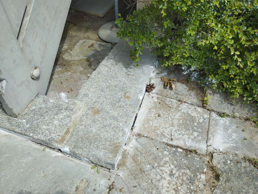 Relocate bees & remove bee nest