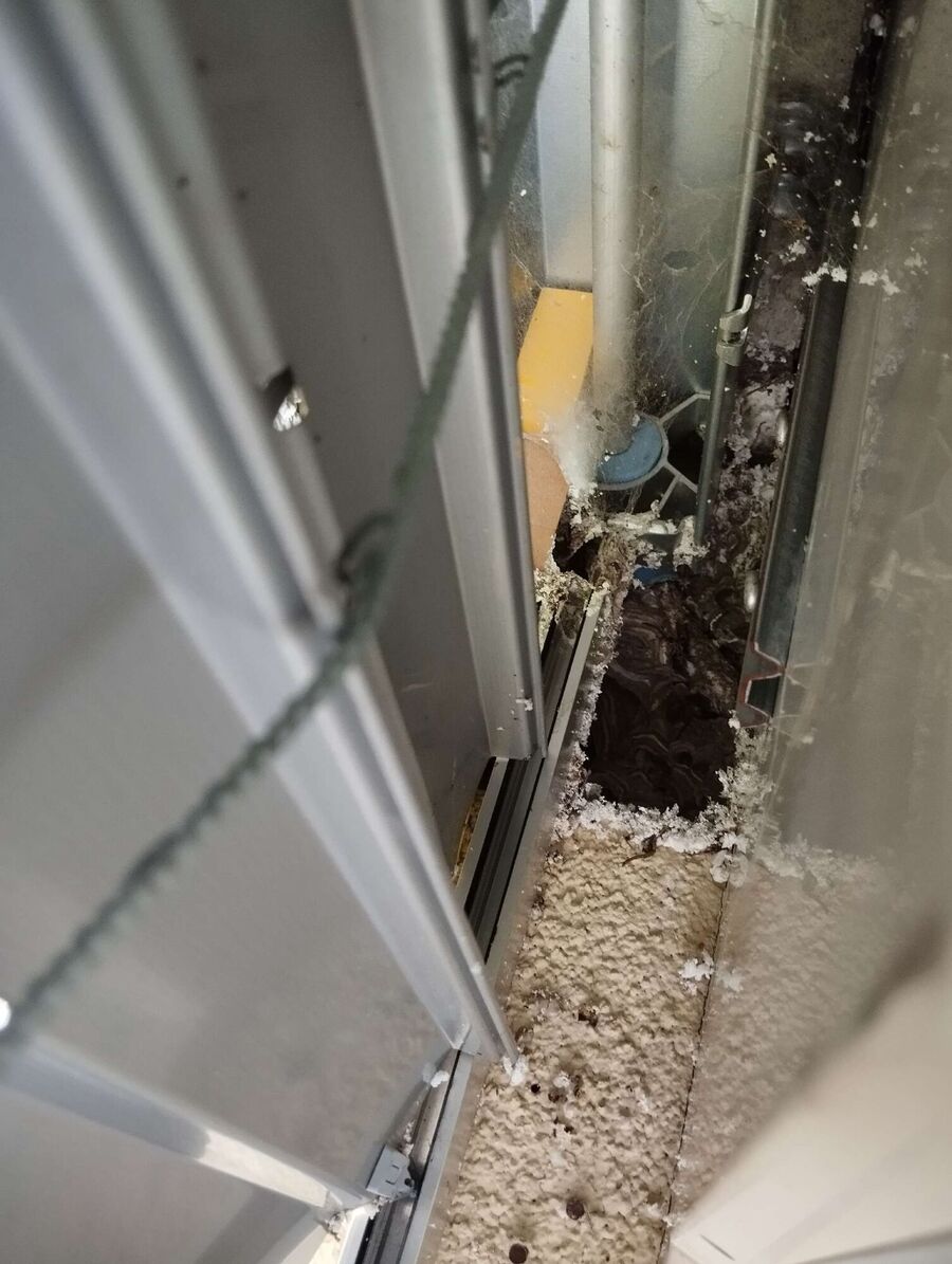 Relocate bees & remove bee nest