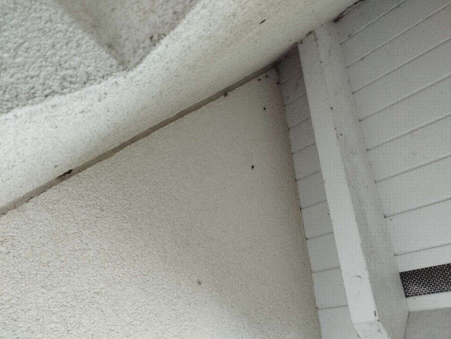 Bee nest at the house remove