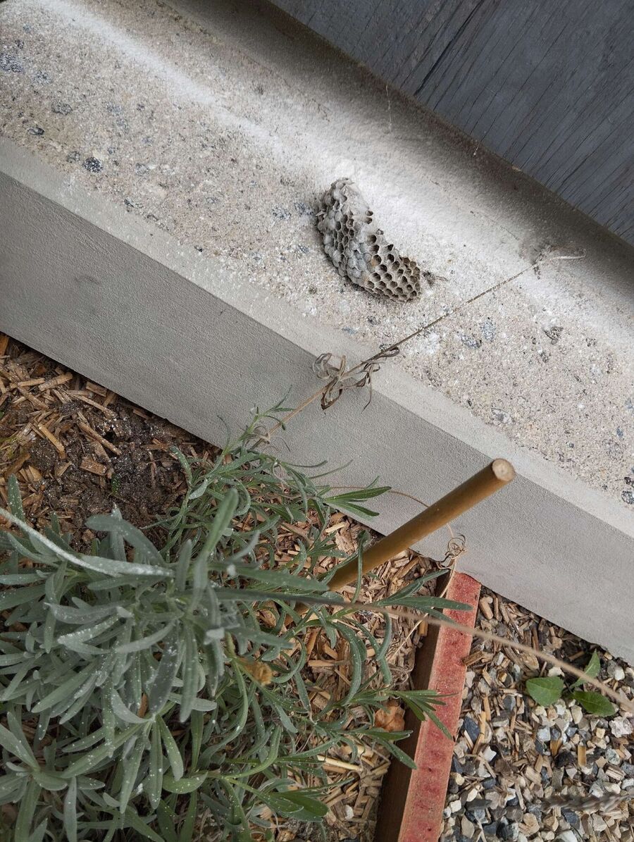 Bee nest at the house remove