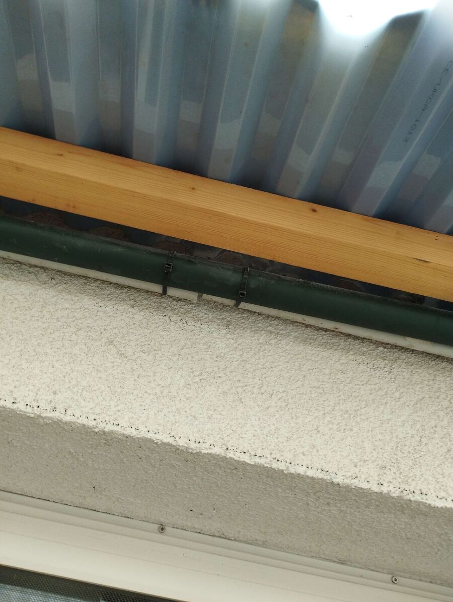 Relocate bees & remove bee nest