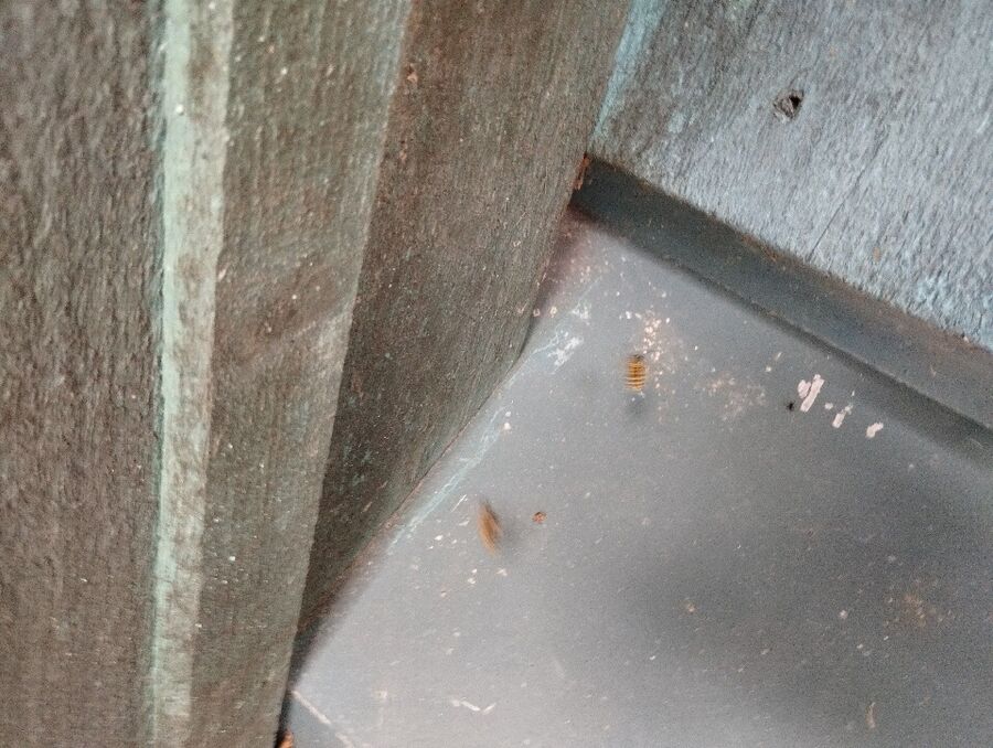 Bee nest at the house remove