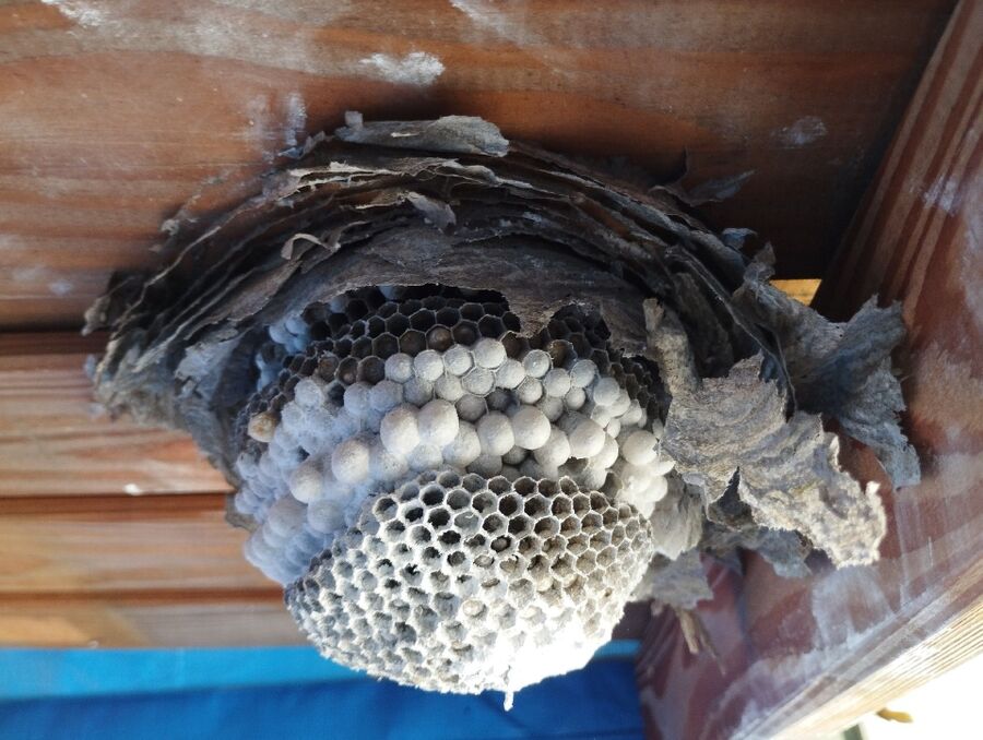 Bee nest at the house remove