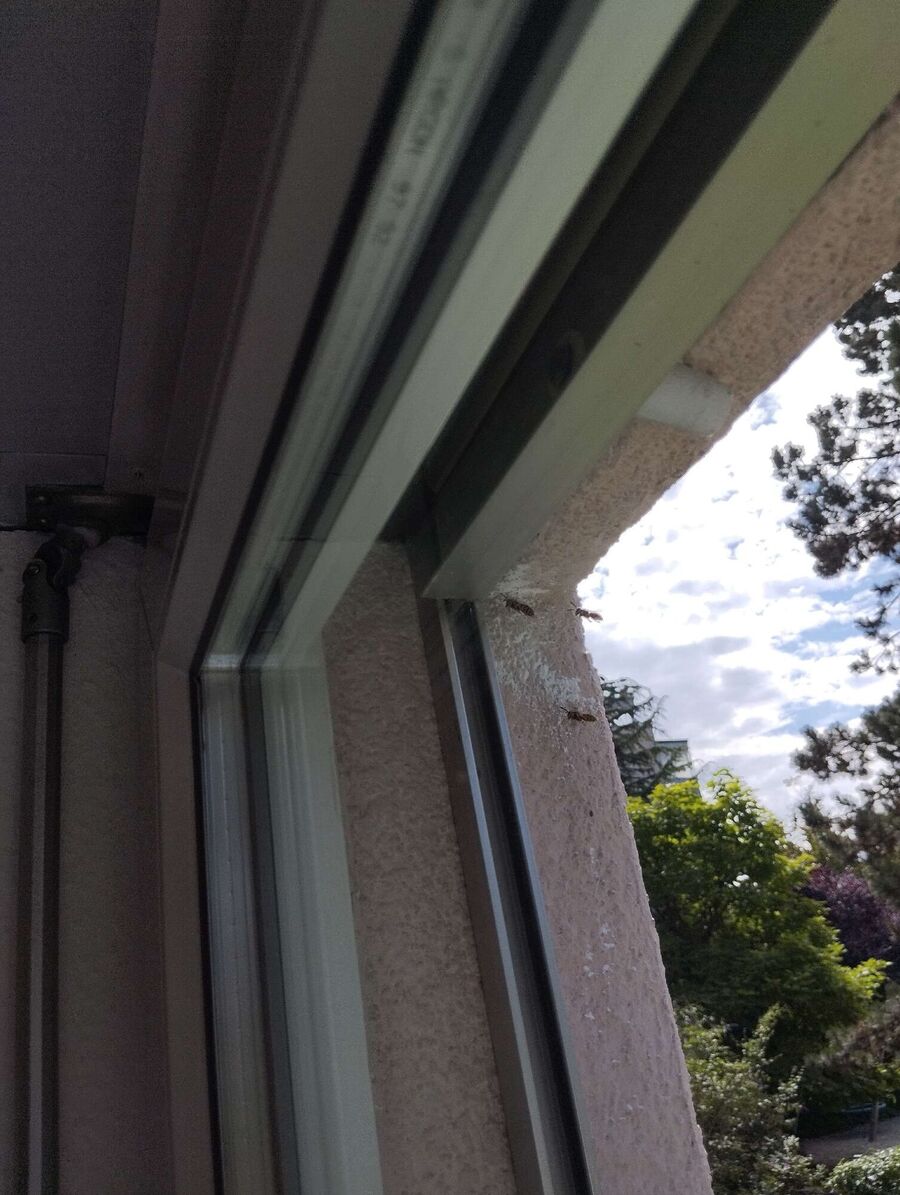 Relocate bees & remove bee nest