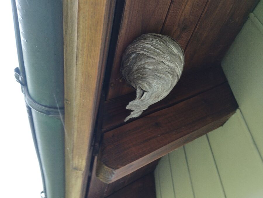 Bee nest at the house remove