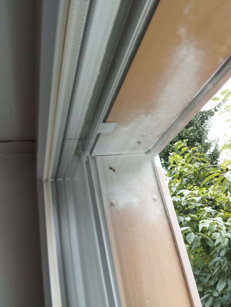 Relocate bees & remove bee nest