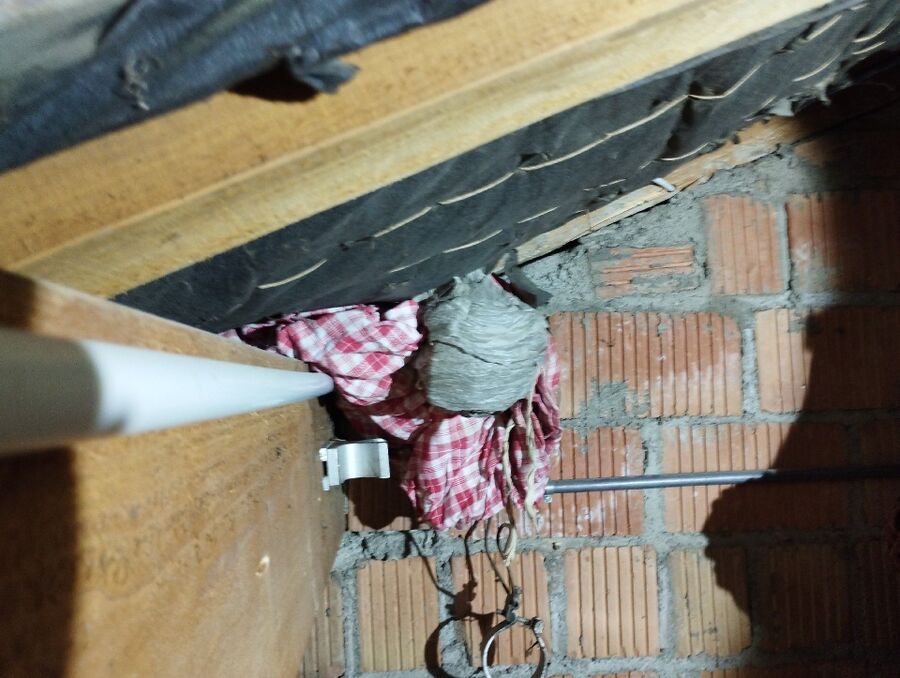 Relocate bees & remove bee nest