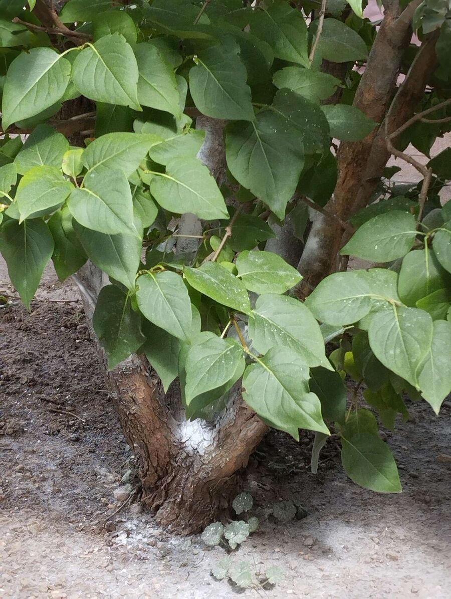 Bee nest at the house remove