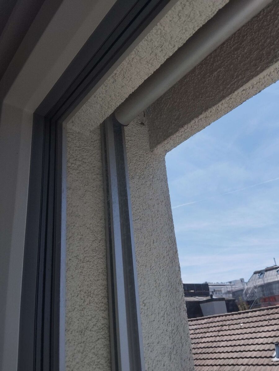 Relocate bees & remove bee nest