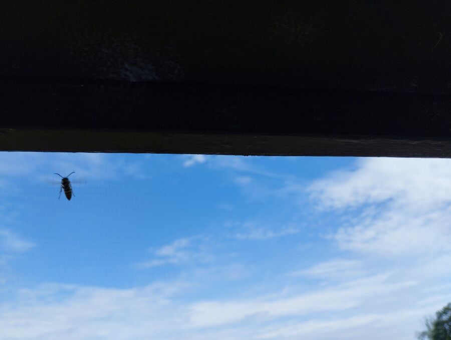 Bee nest at the house remove