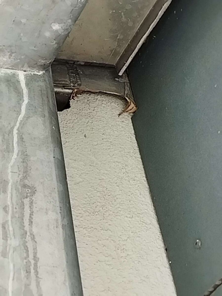 Bee nest at the house remove