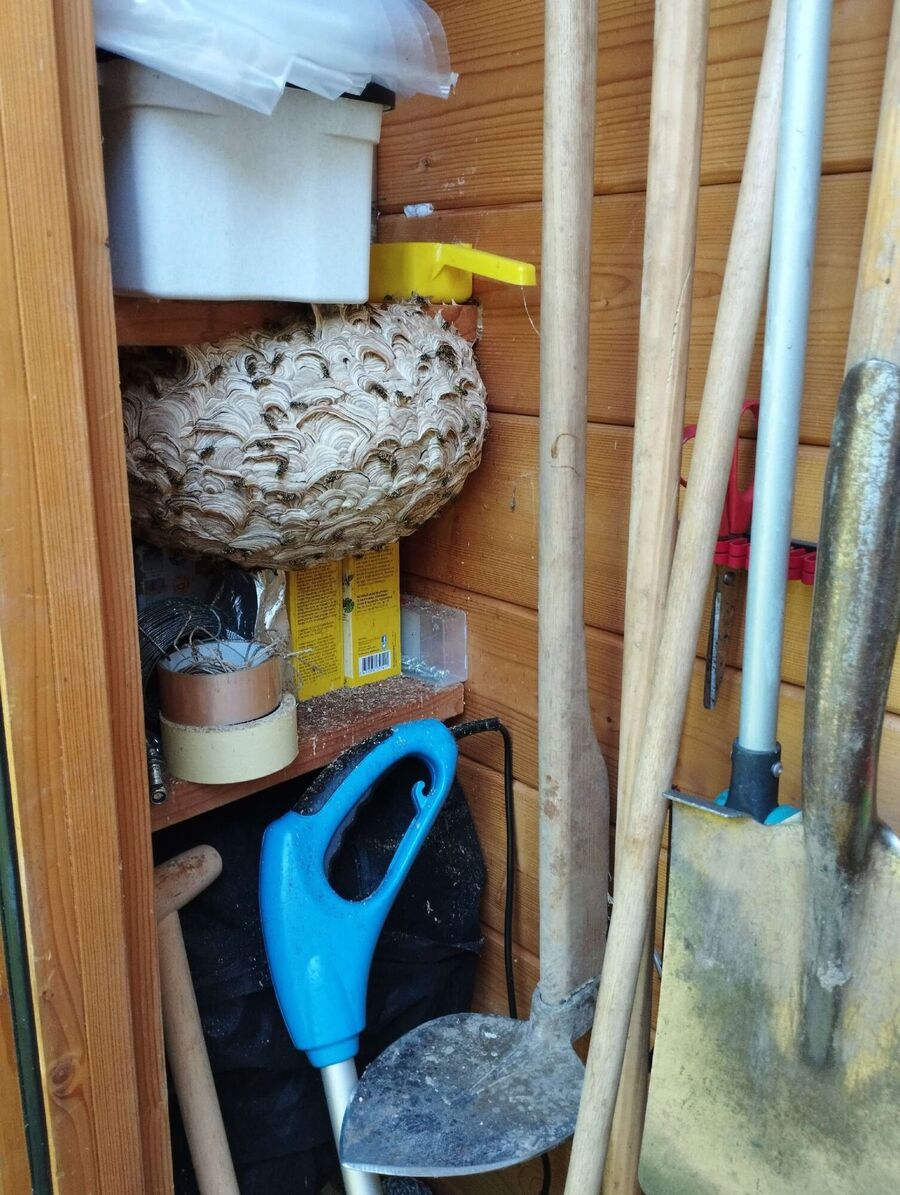 Bee nest at the house remove