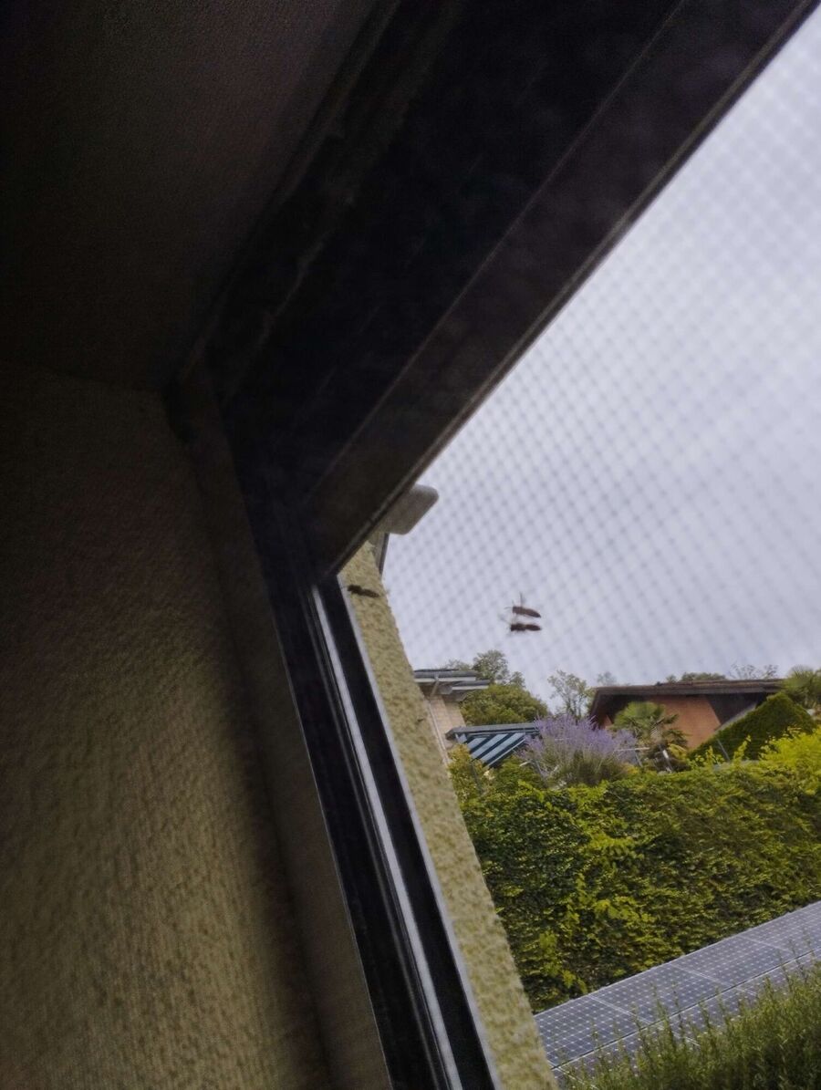 Bee nest at the house remove