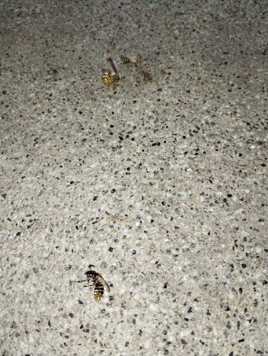 Bee nest at the house remove