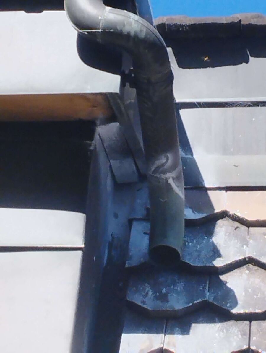 Relocate bees & remove bee nest