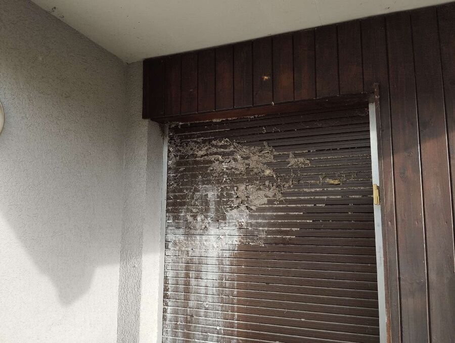 Relocate bees & remove bee nest