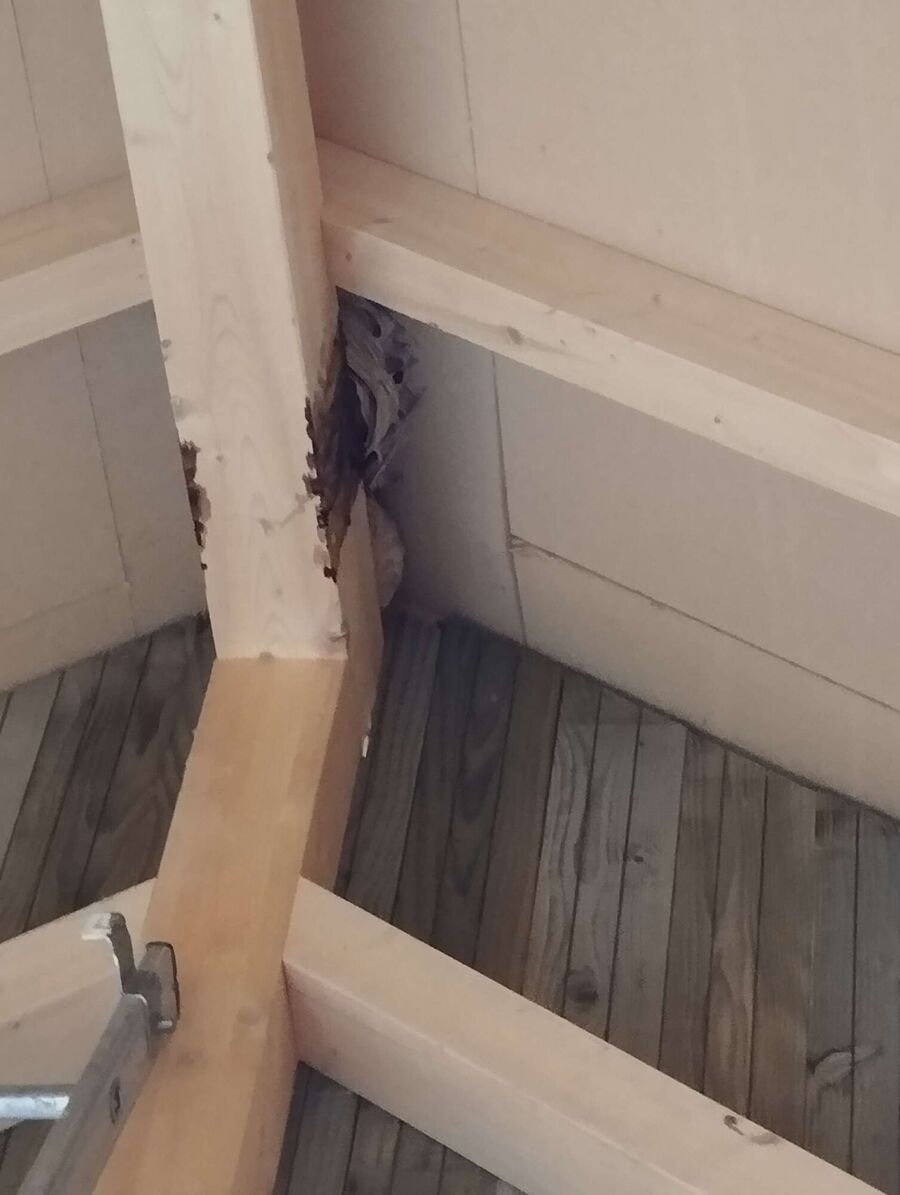 Bee nest at the house remove