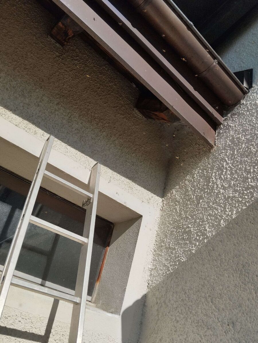 Relocate bees & remove bee nest