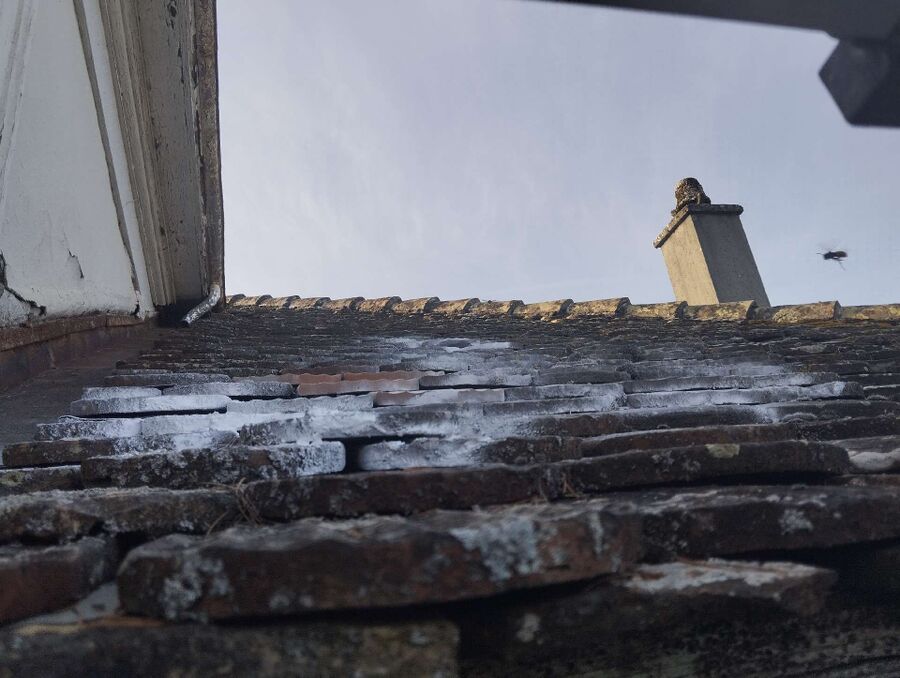 Bee nest at the house remove