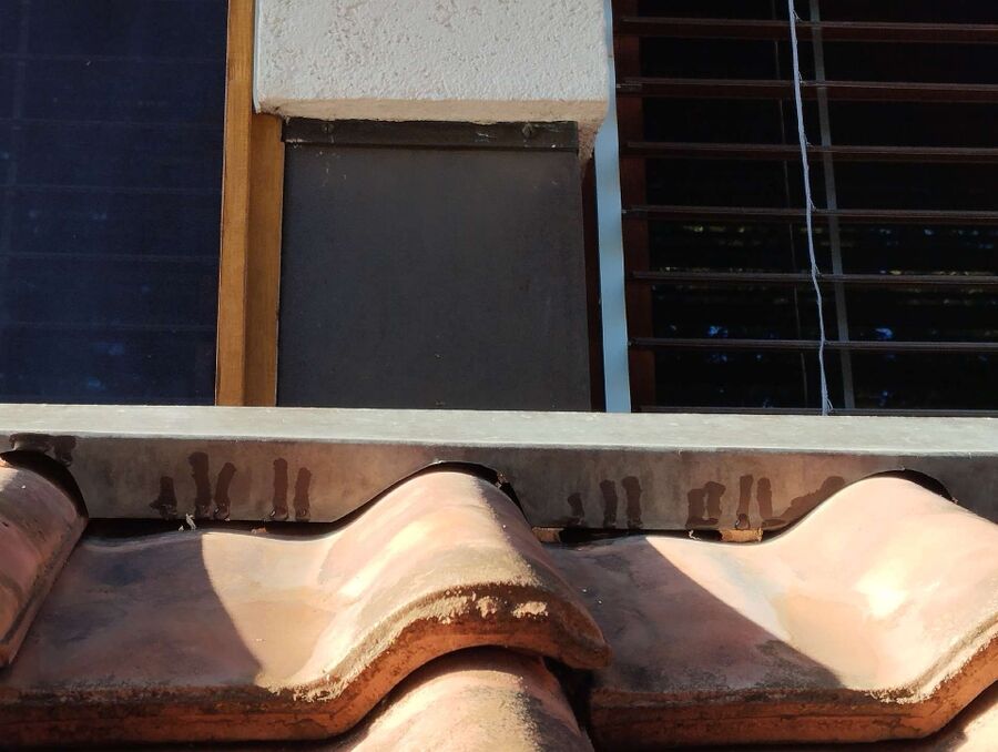 Relocate bees & remove bee nest