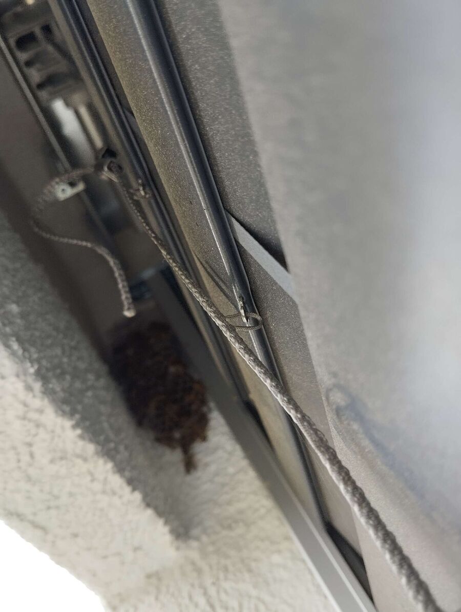 Relocate bees & remove bee nest