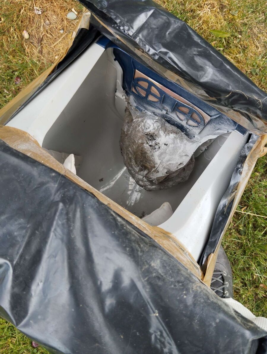 Relocate bees & remove bee nest