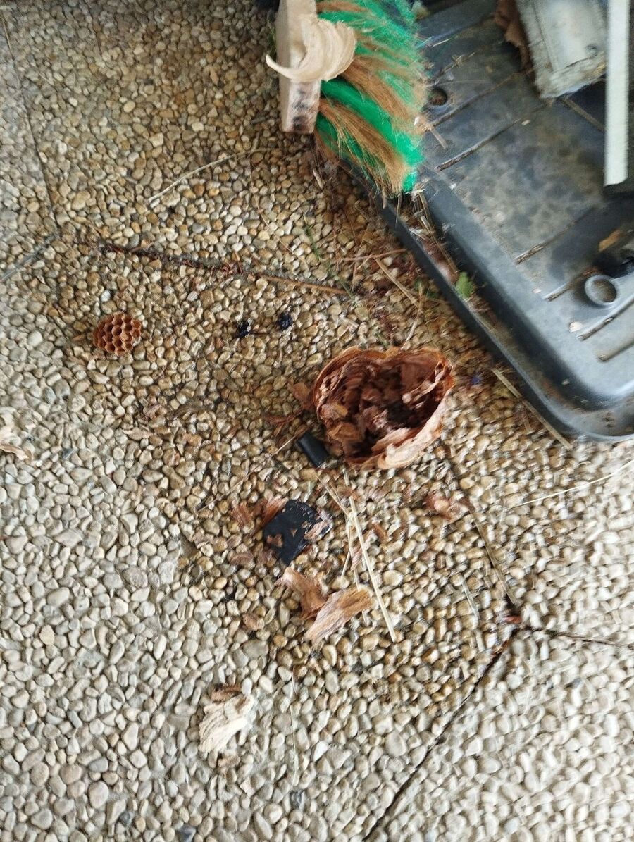 Bee nest at the house remove